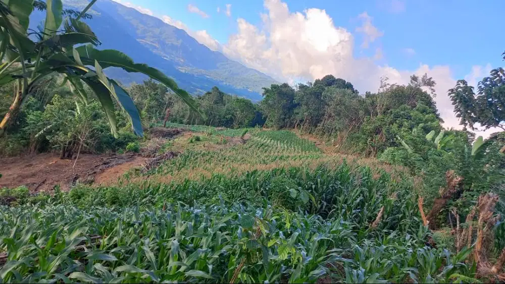 DIJUAL MURAH TANAH  KEBUN PORANG &WISATA PETIK BUAH RESTO