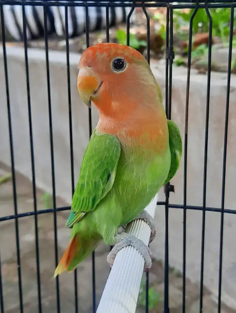 Lovebird NonKlep Jantan Birahi Opaline Green