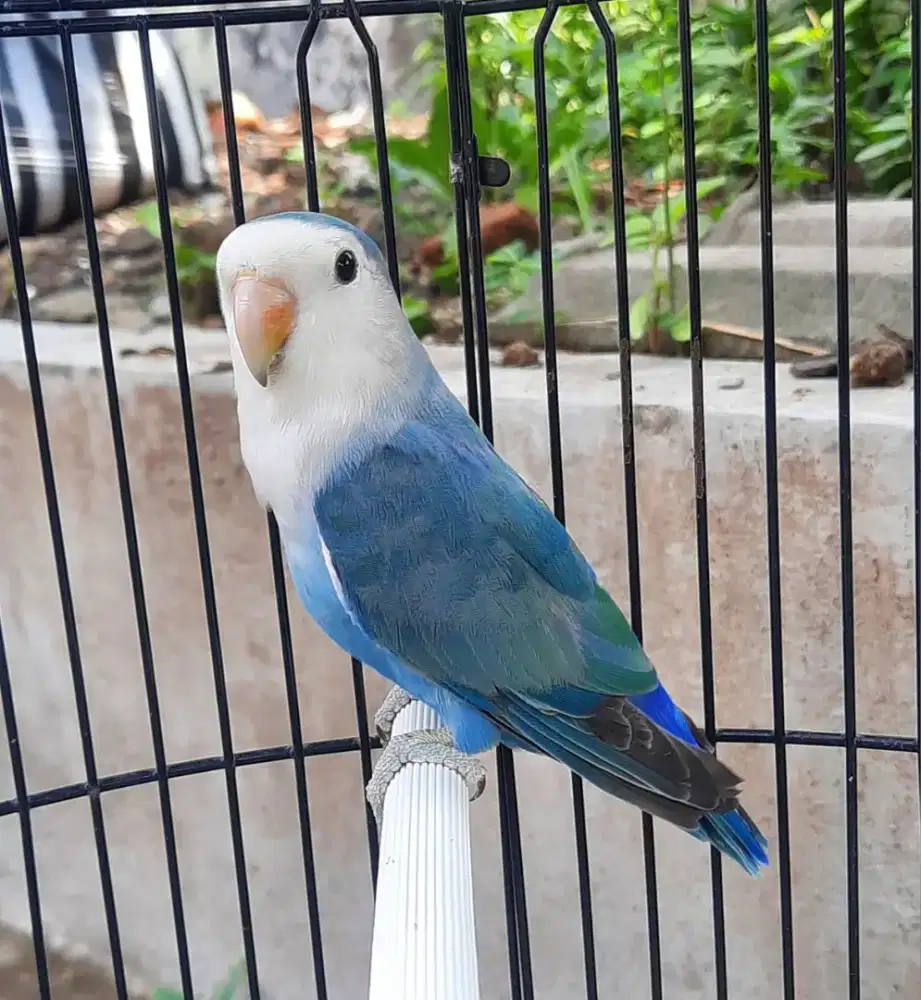 Lovebird NonKlep Jantan Birahi