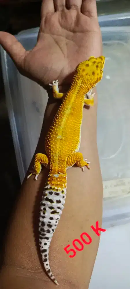 Gecko Giant menawan