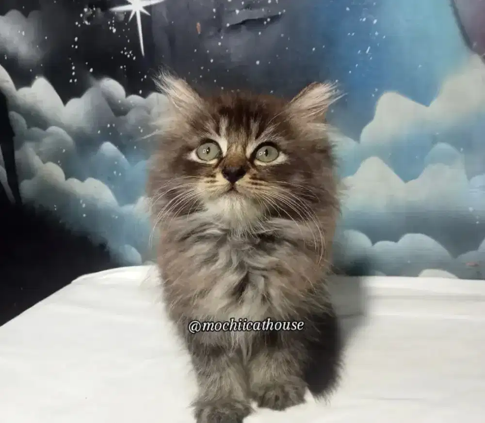 Kucing Jantan Norwegian forest kitten