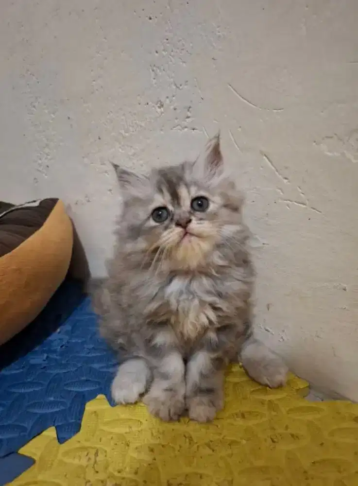 Kucing betina Norwegian Delute calico