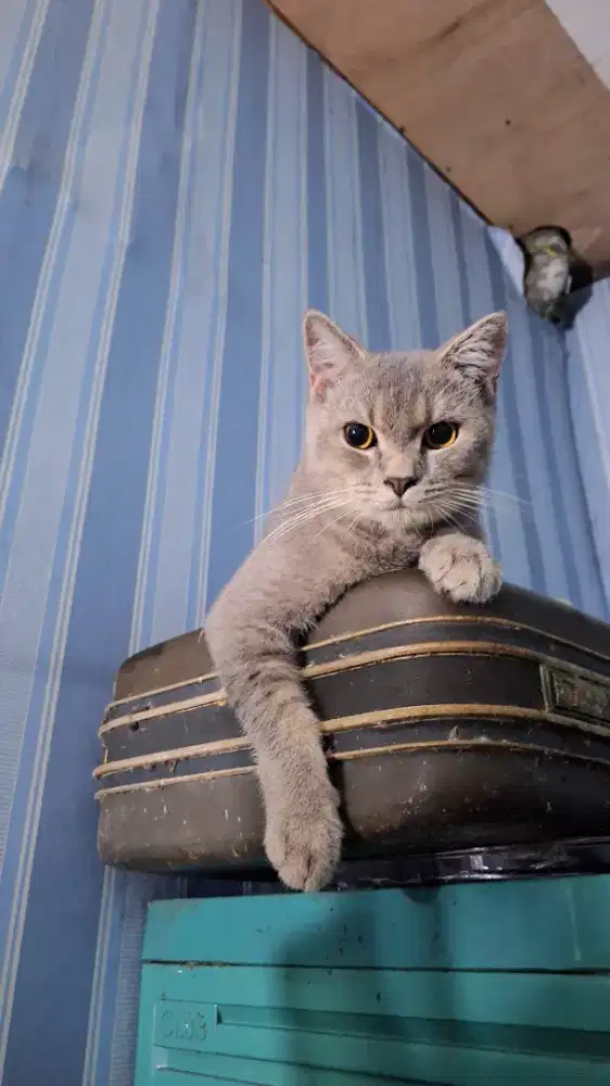 Kucing british shorthair Bsh blue golden Jantan
