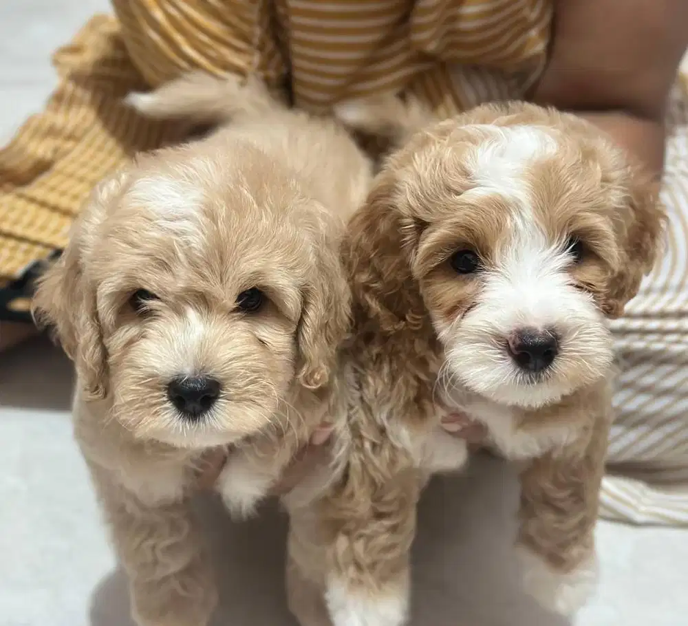 DIJUAL ANAK ANJING MALTIPOO