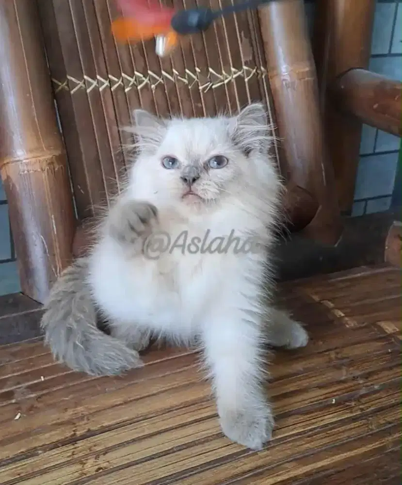 Kucing ragdol /kitten ragdol/kucing himalaya  cemong