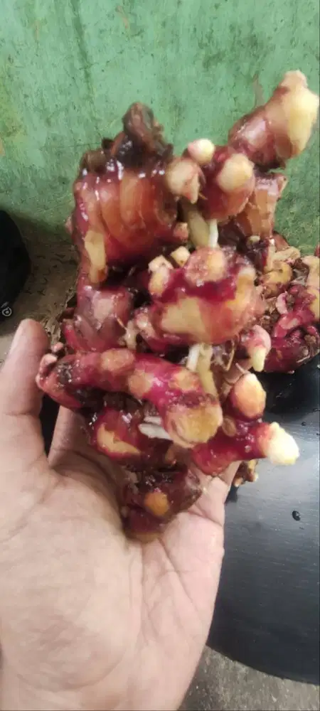 Jahe Merah (Red Ginger) Rancamanyar.
