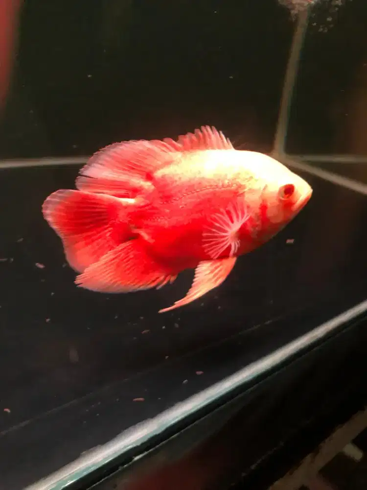 Ikan Oscar red Paris short body