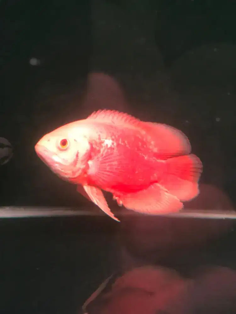 Ikan Oscar red Paris