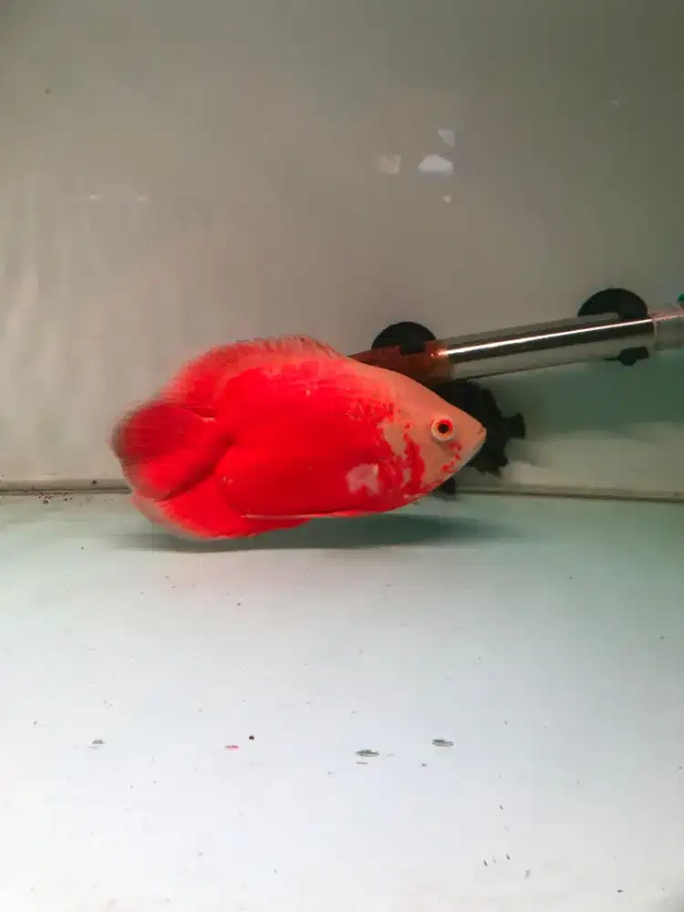 Ikan Oscar red Paris  short body