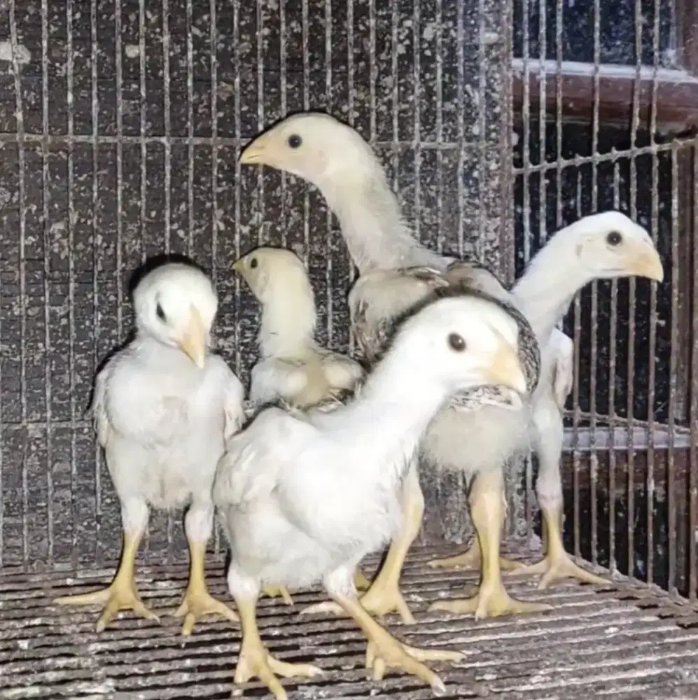 Anak Ayam Shamo Eropa Line Zuchter