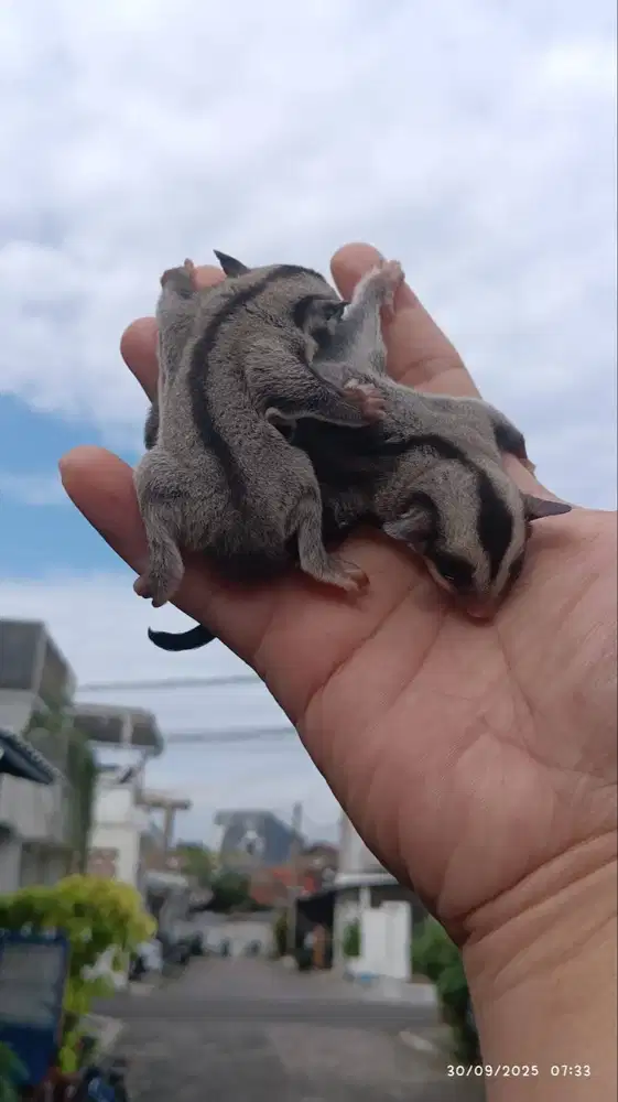 Sugar Glider Joey Sepasang