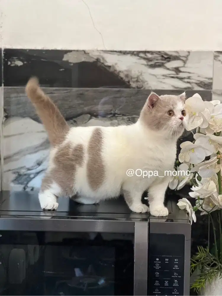 Kucing British shorthair (BSH) jantan bicolour fawn