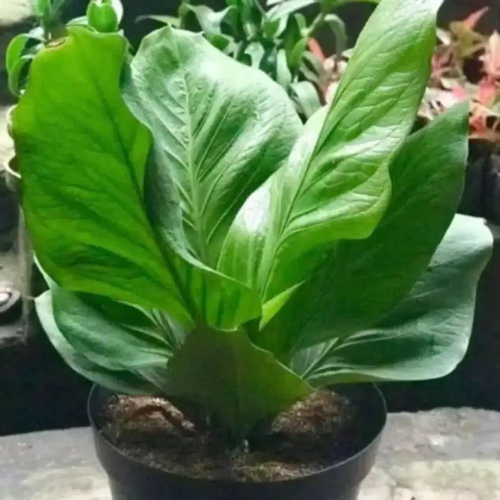 Aneka bunga dan tanaman