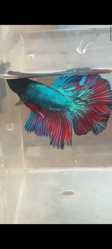 ikan cupang halfmoon