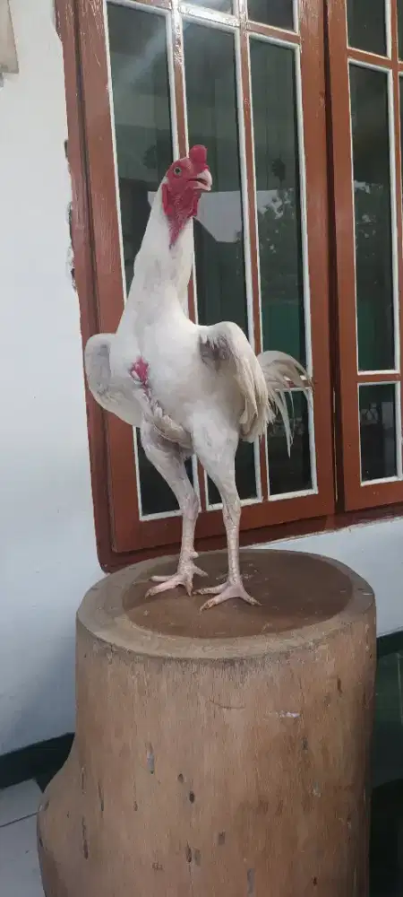 Ayam putih mata putih