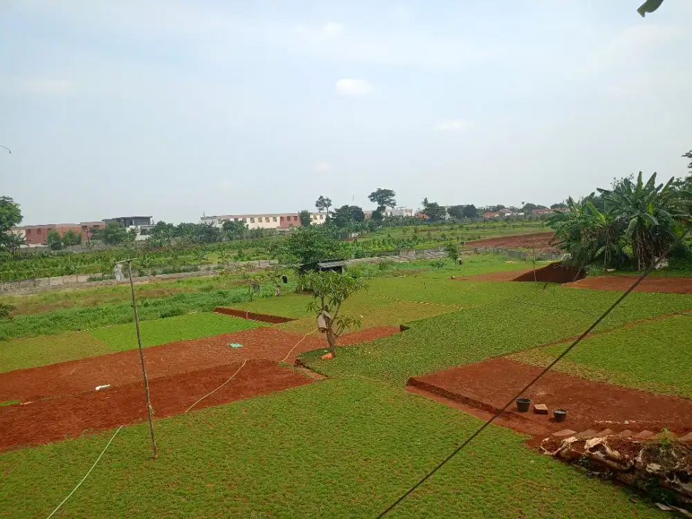 Jual rumput segar