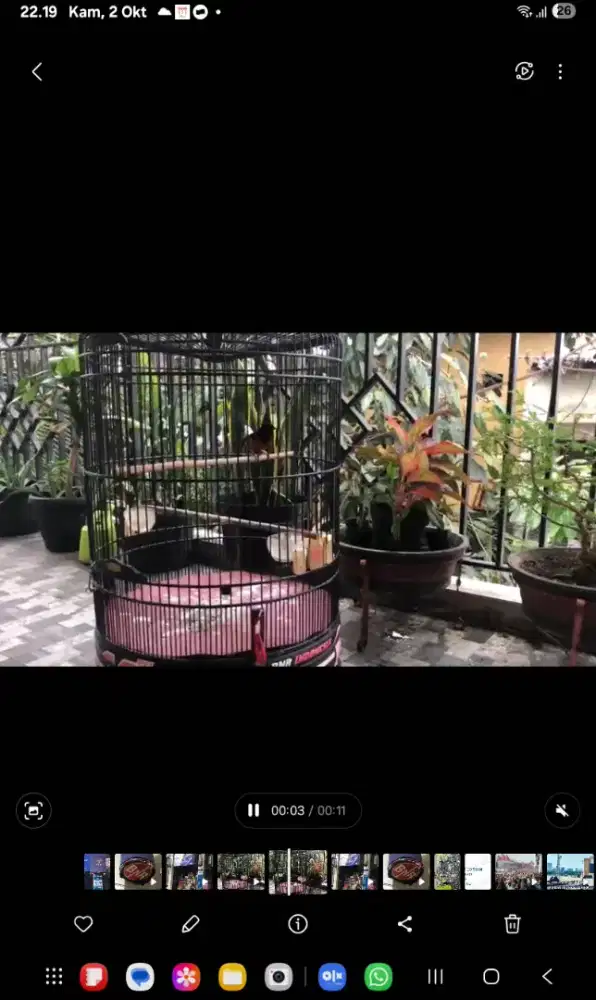 Burung Murai Batu