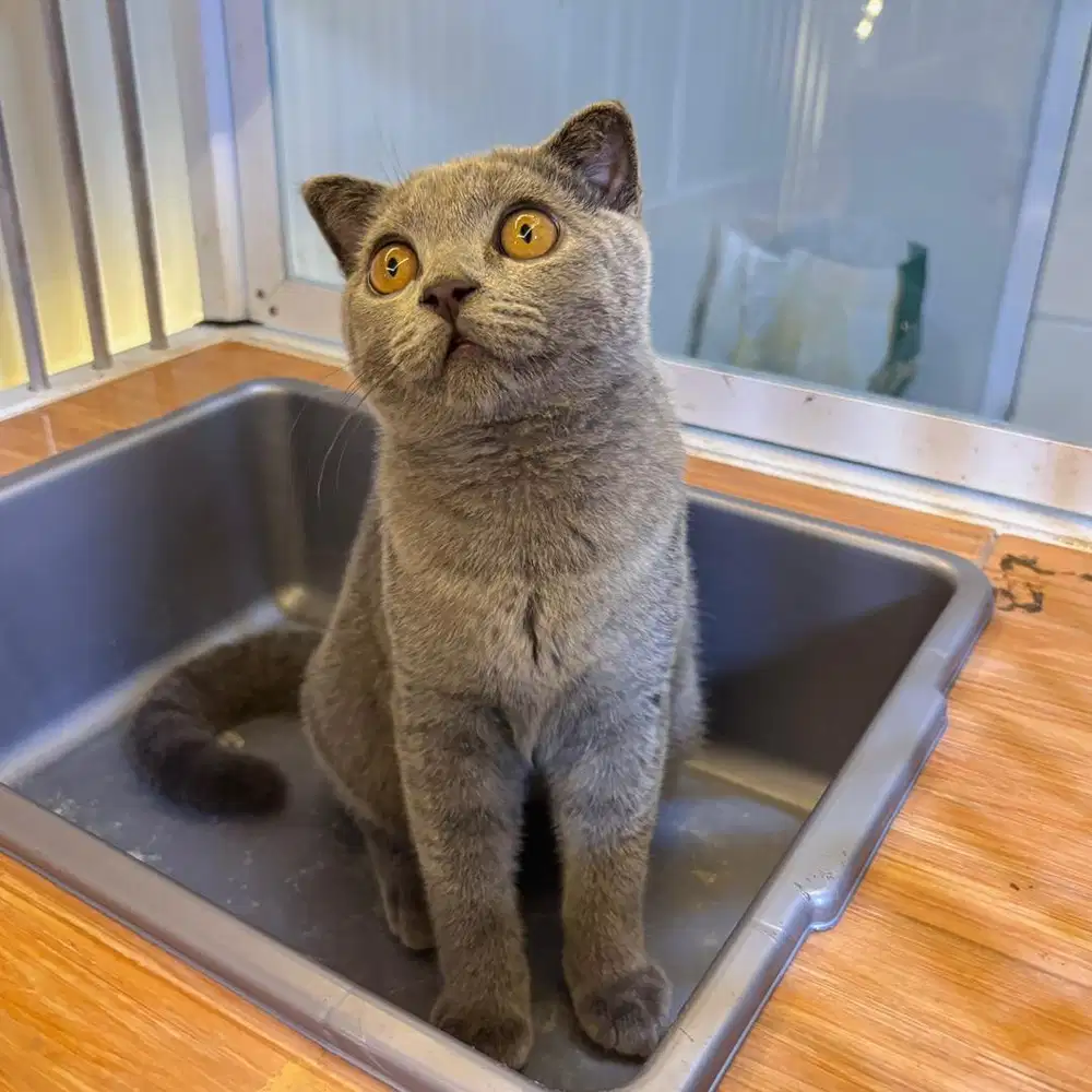 Adopt kitten scottish // adopsi kucing bsh