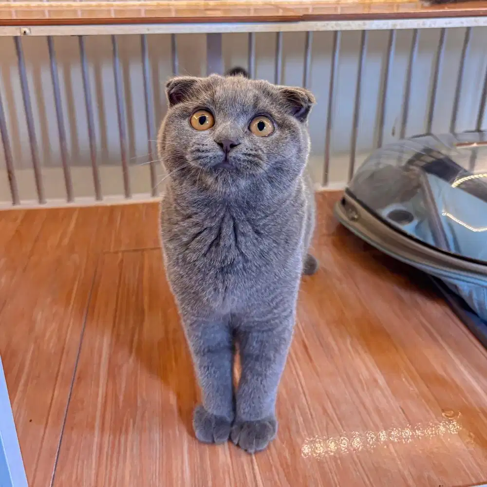 Adopt kitten bsh // adopsi kucing scottish fold