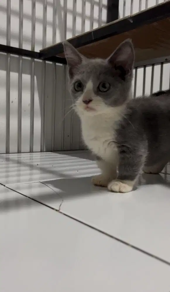 Kucing BSH x Muchkin Betina
