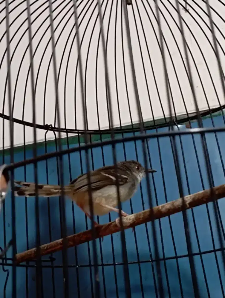 Burung Ciblek dada putih Jantan mapan