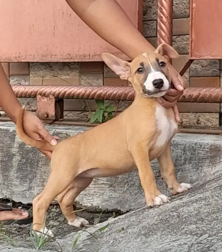 PUPPIES TERRIER FEMALE