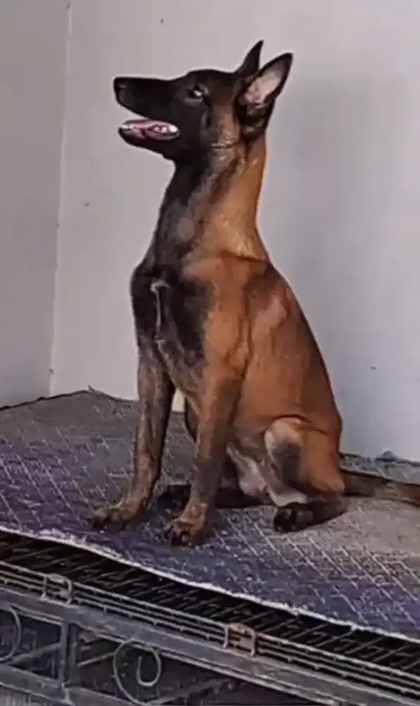 BELGIAN MALINOIS