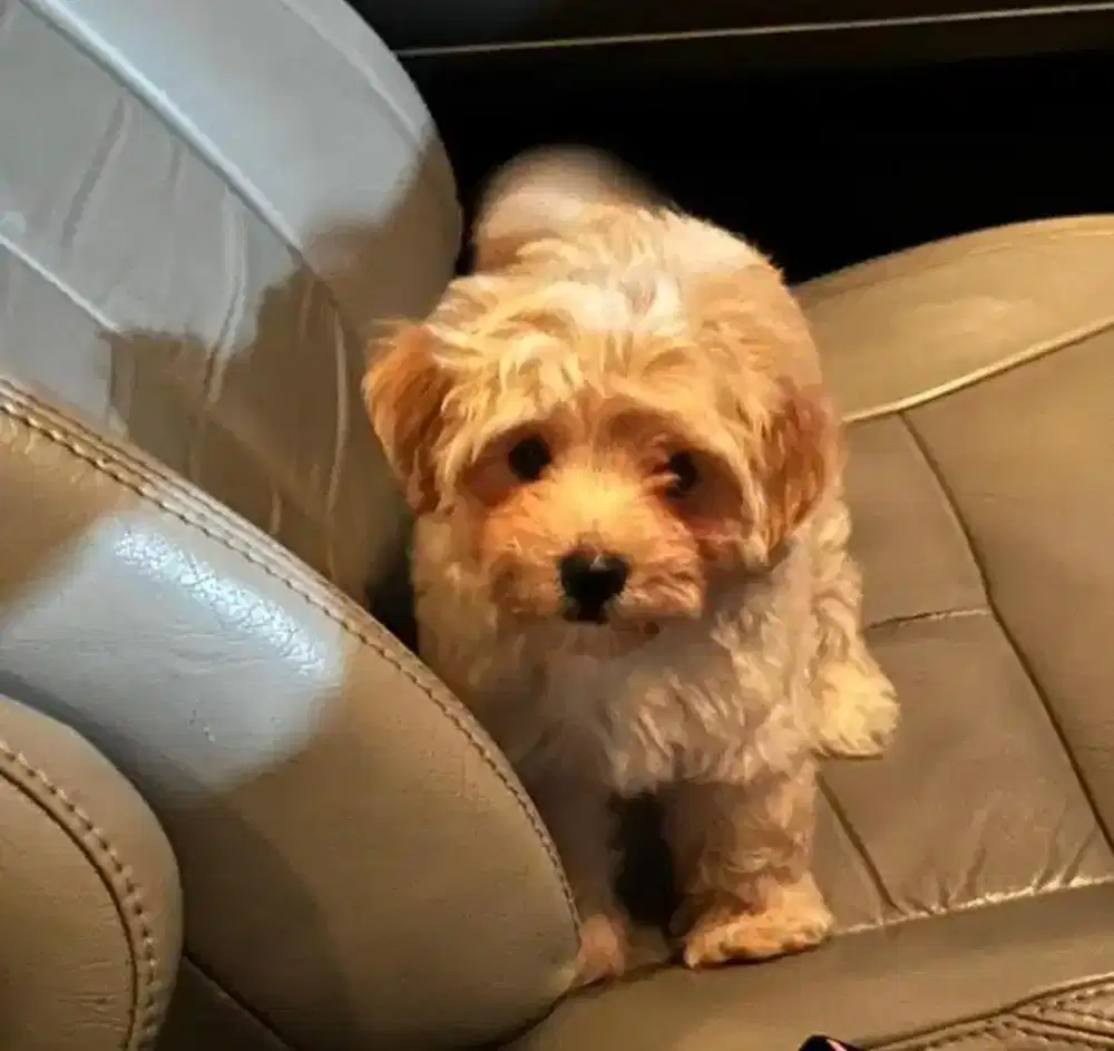 Anjing maltipoo puppies poodle shitzu mini pom