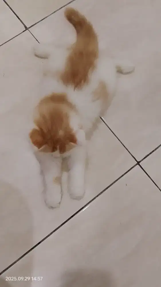 Kucing himalaya