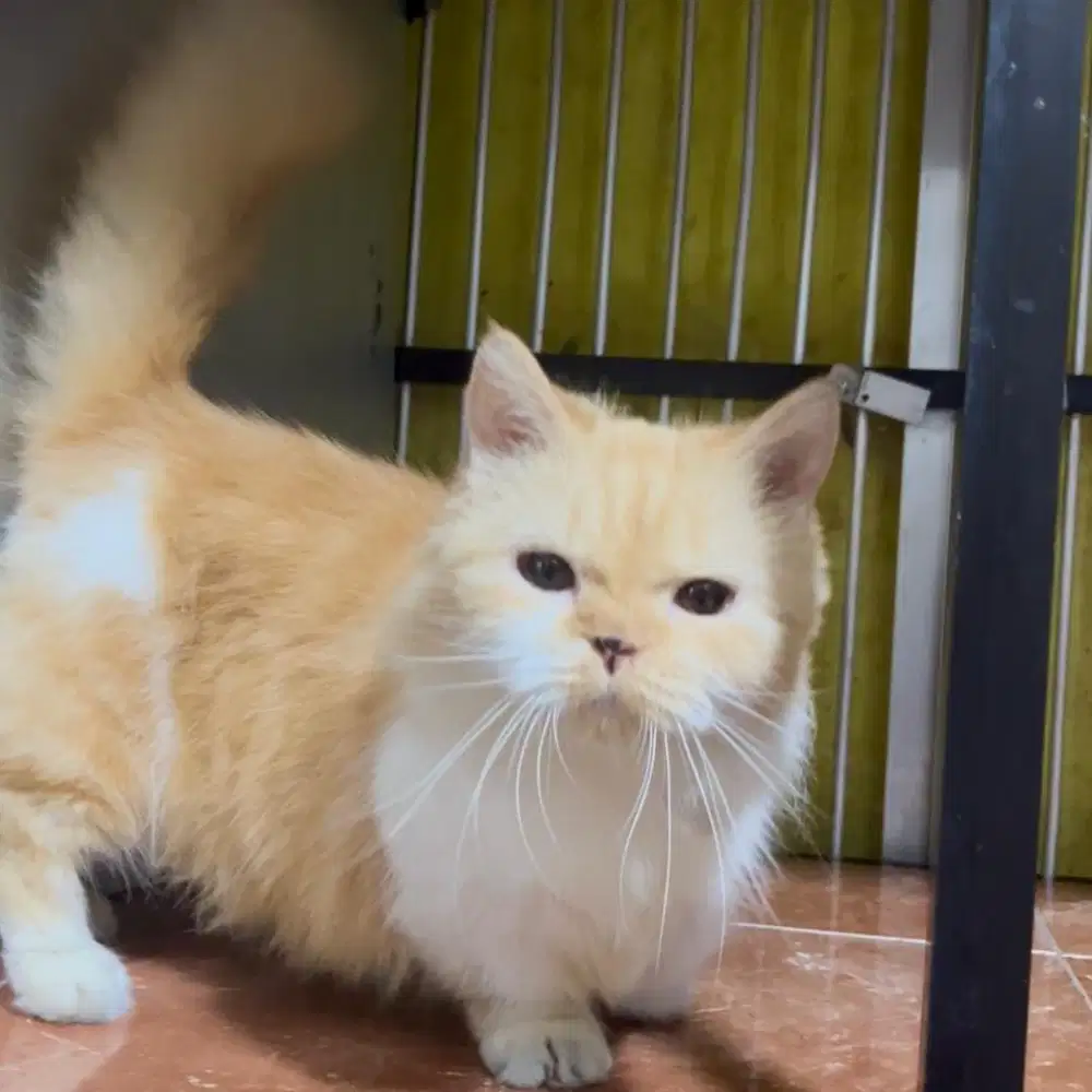 Munchkin Female