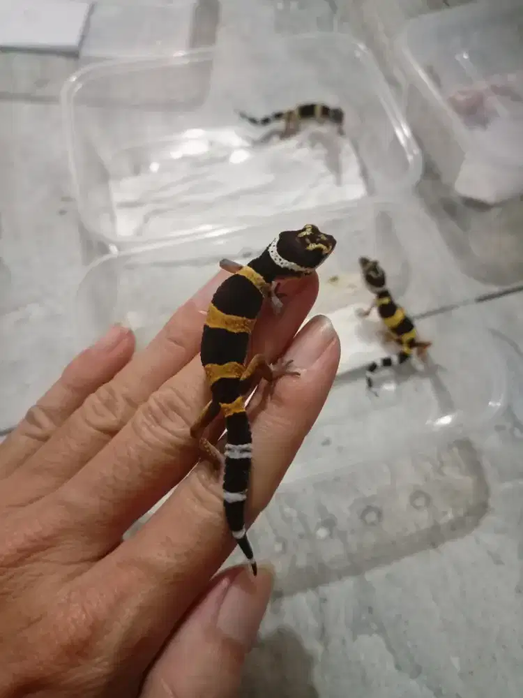 Gecko Black Night