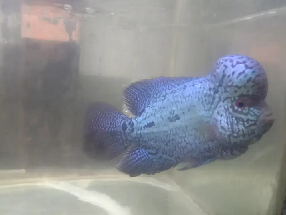 ikan louhan kamfa