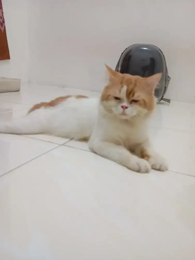 Lepas adop kucing jantan