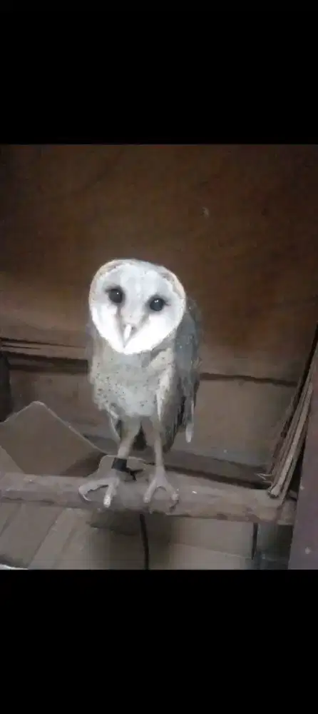 Burung tito alba