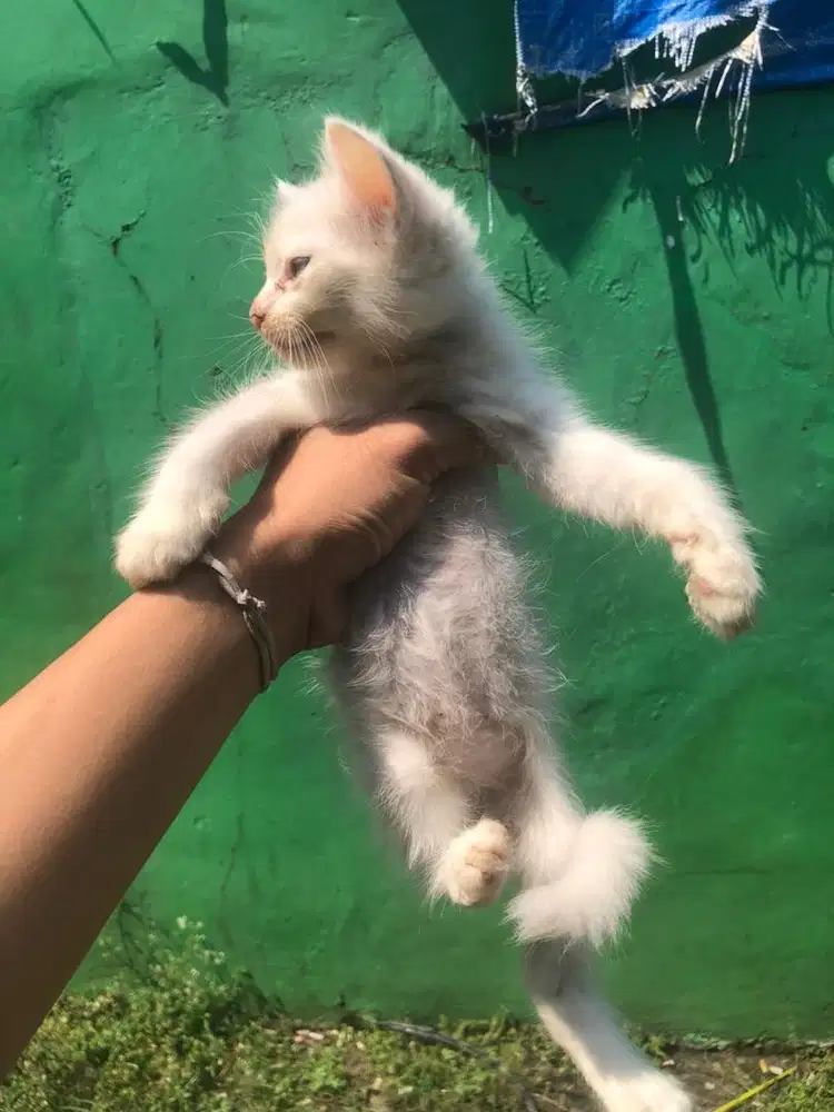 kucing persia 2 bln jantan