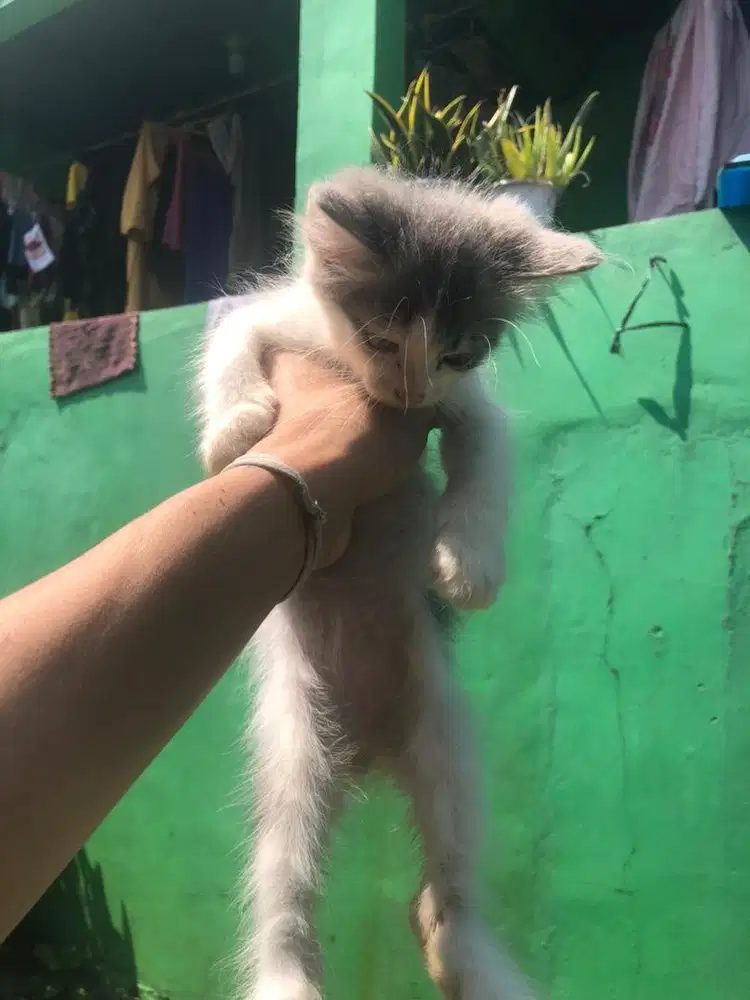 KUCING PERSIA 2BLN JANTAN