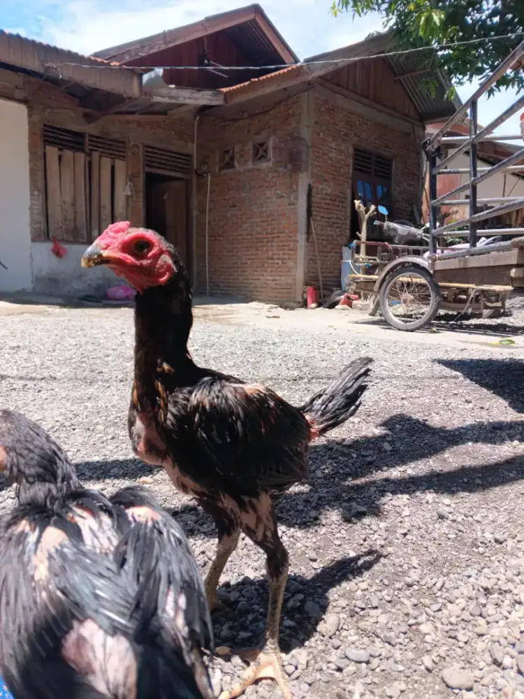Ayam Birma harga kawan
