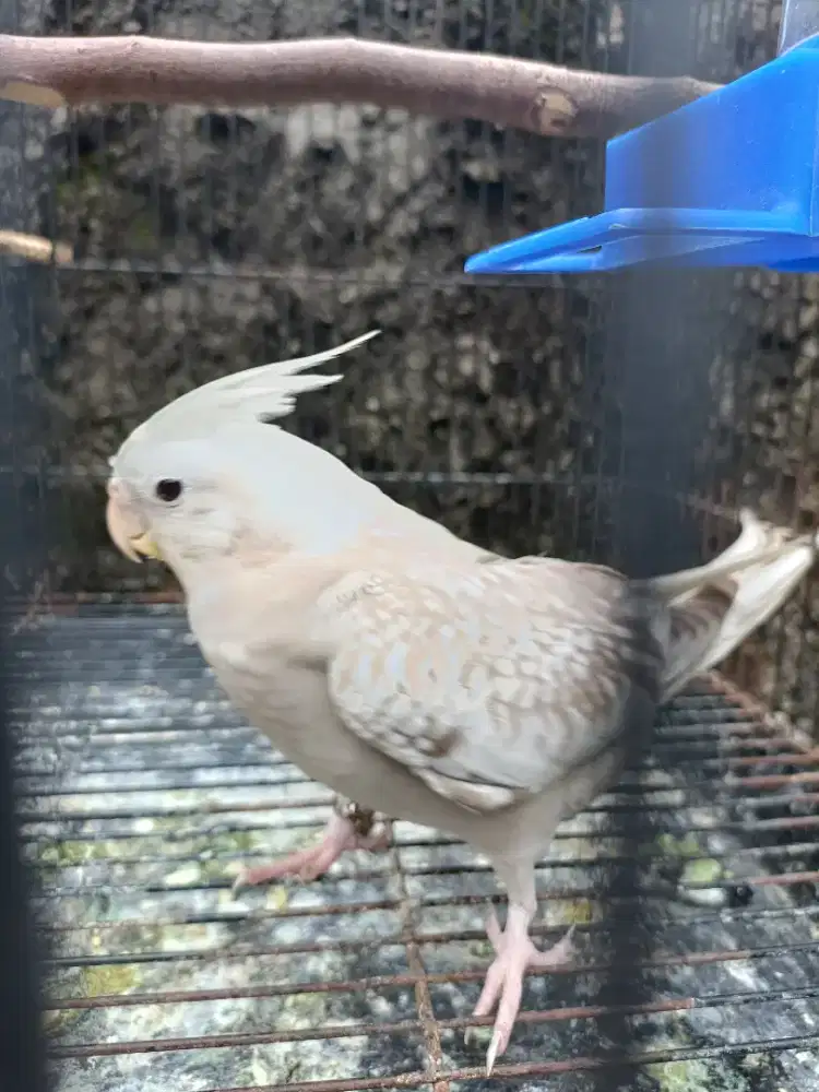 Burung Falk wf cinamon pearl betina siapan