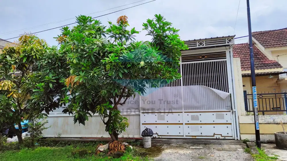 Phirus Hijau Driyorejo Gresik