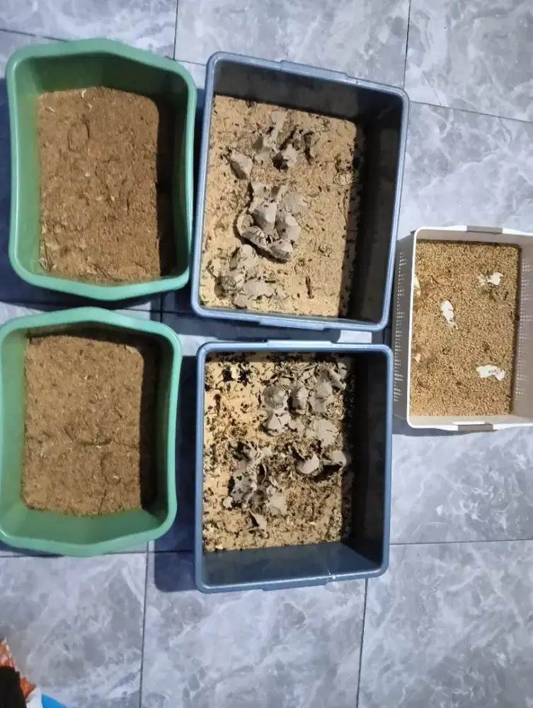 Kepik, ulat kandang dan ulat hongkong