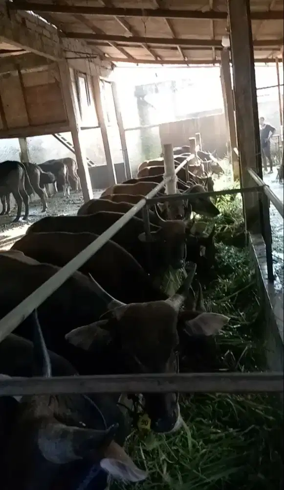 Bibit Sapi Kupang Murmer