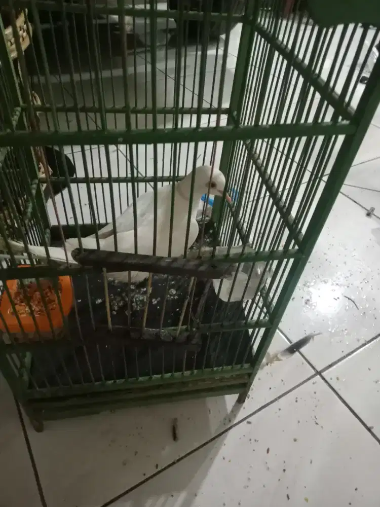Dijual cepat burung puter Bangkok