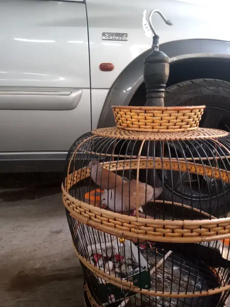 Dijual cepat burung puter pelung coklat jambul