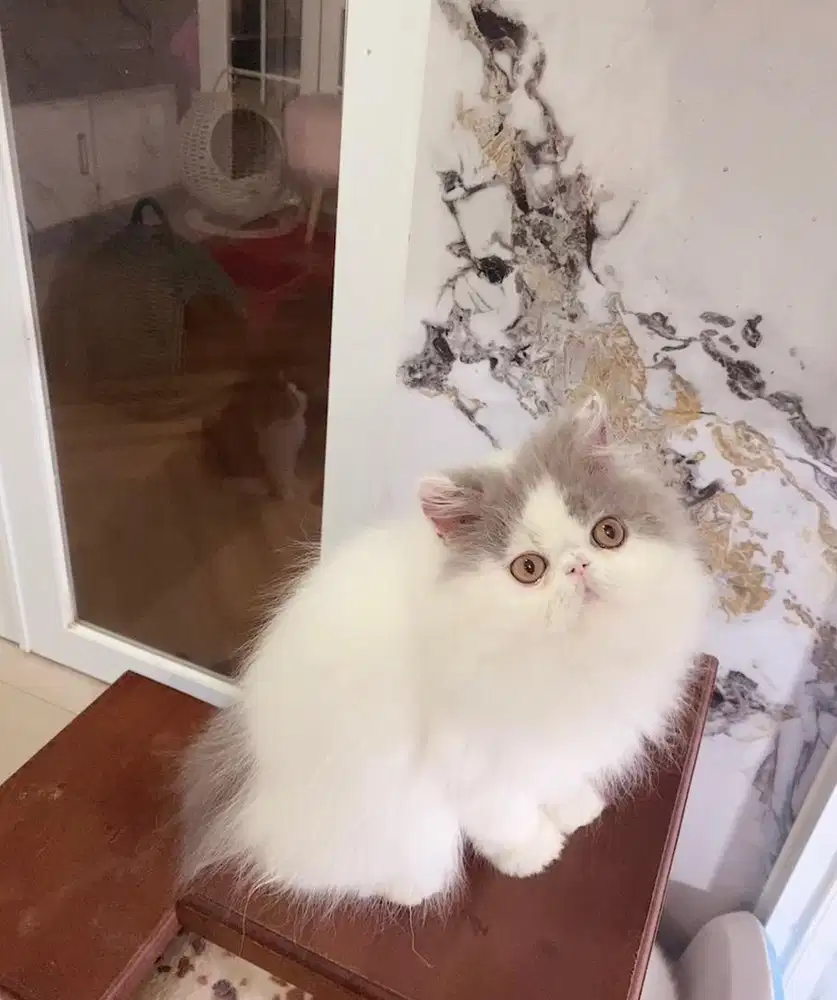 Kitten male Persian 4 bulan