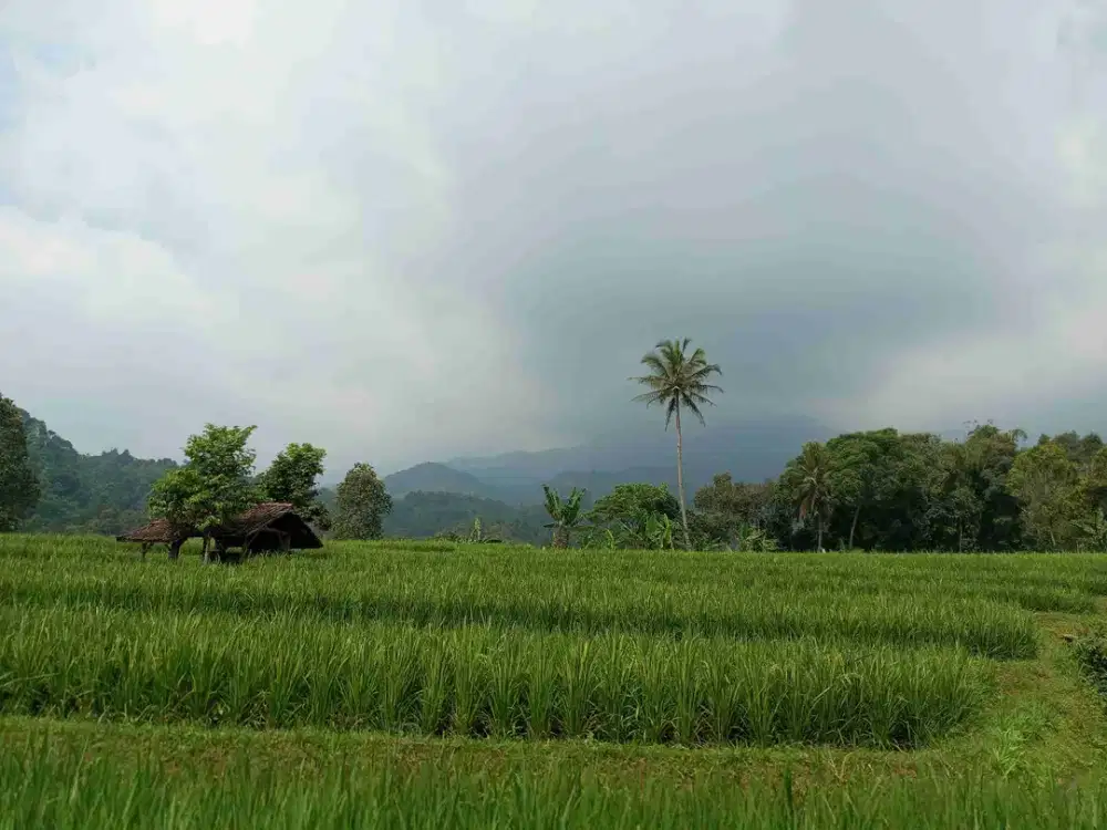 tanah sawah