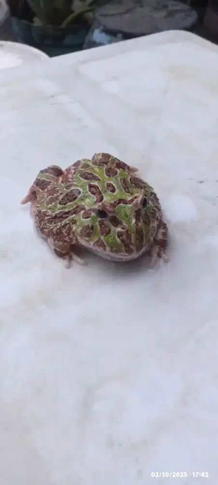 Kodok pacman (ceratophrys cranwelli)