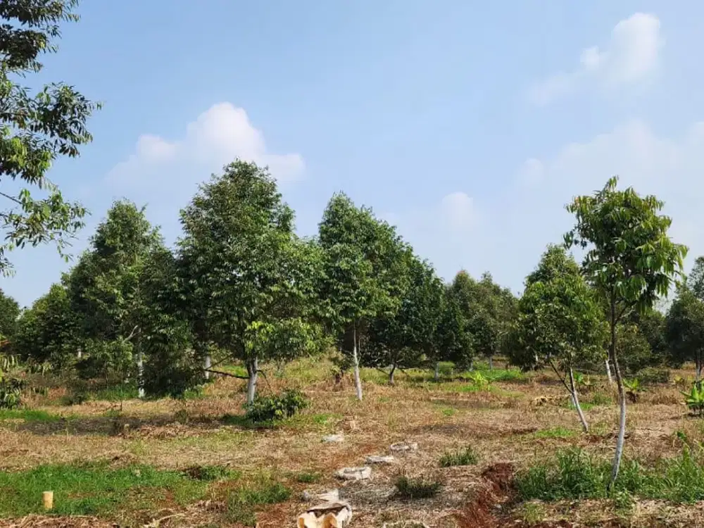 Jual Kebun Durian Bogor Sertifikat SHM