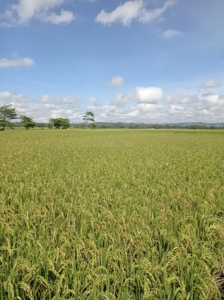 Dijual Sawah seluas 3343 m2