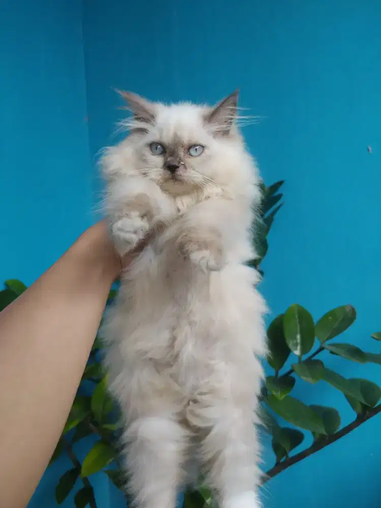 Kucing kitten himalaya betina