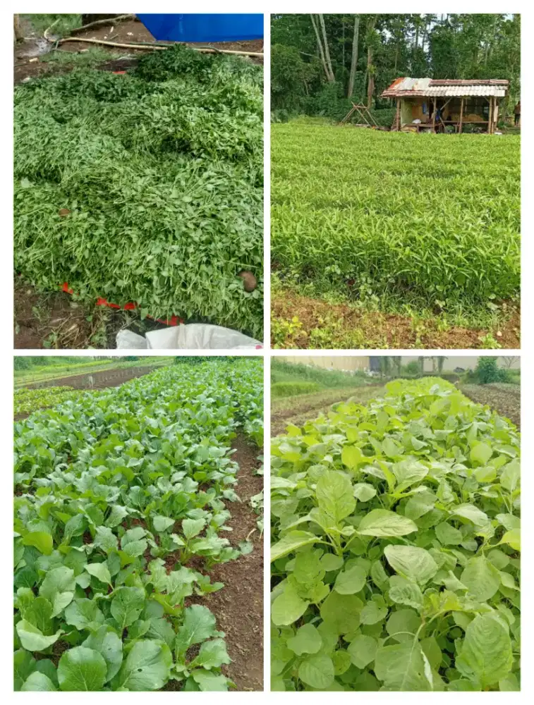 Sayuran kangkung bayem kemangi dan pakcoy